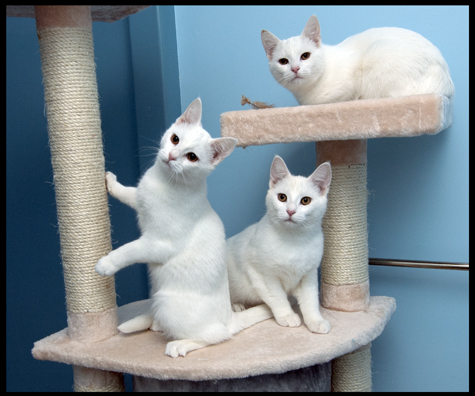 Three Kitties.jpg